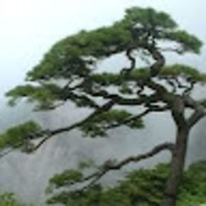 Meet your Posher, Ying yue yesol